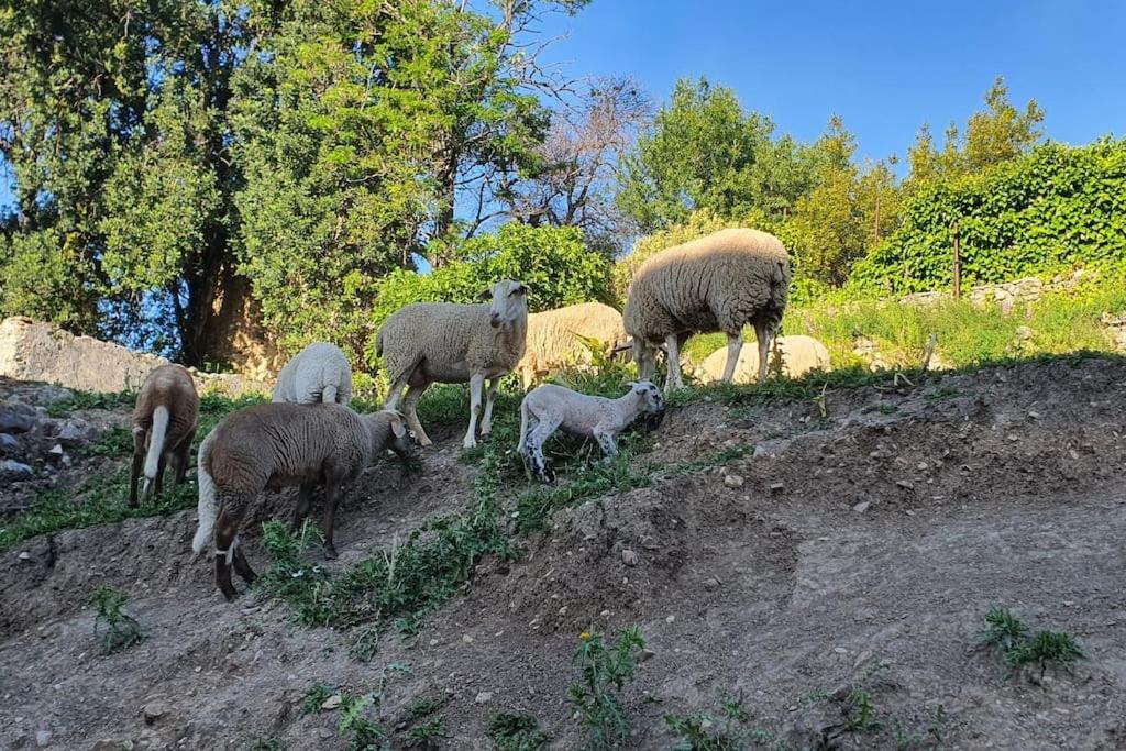 La Terracita Del Bosque 아파트 외부 사진